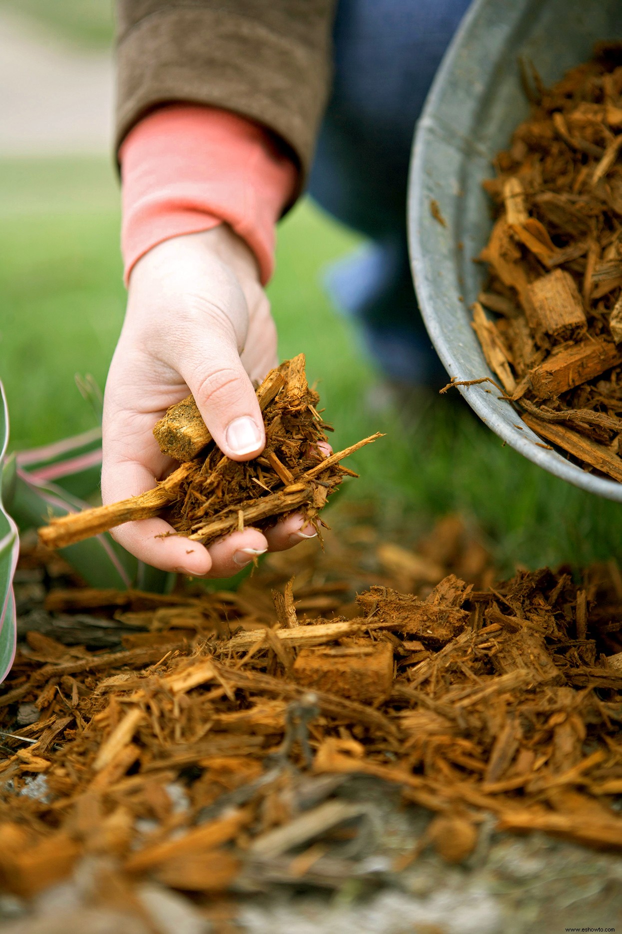 5 pasos simples para preparar sus plantas perennes para el invierno 
