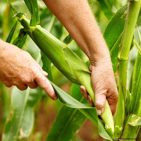 Técnicas para una huerta más productiva 