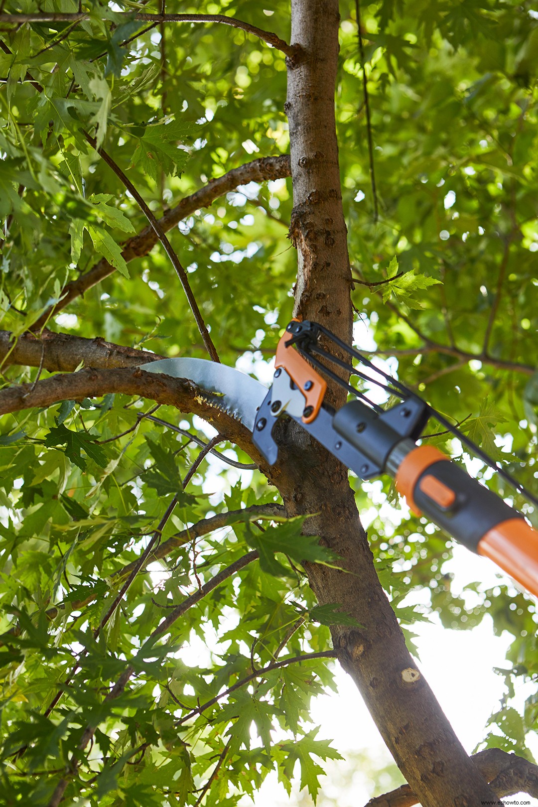 Cómo cortar las ramas de los árboles para que se vean ordenadas 