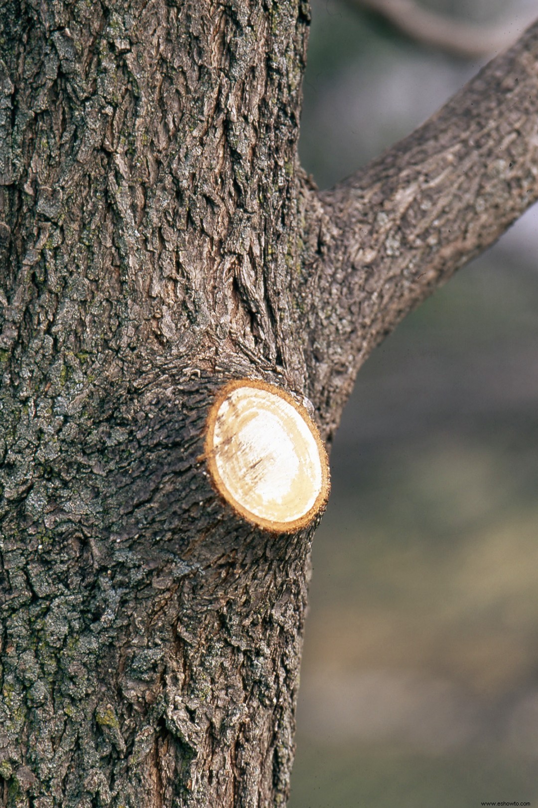 Cómo cortar las ramas de los árboles para que se vean ordenadas 