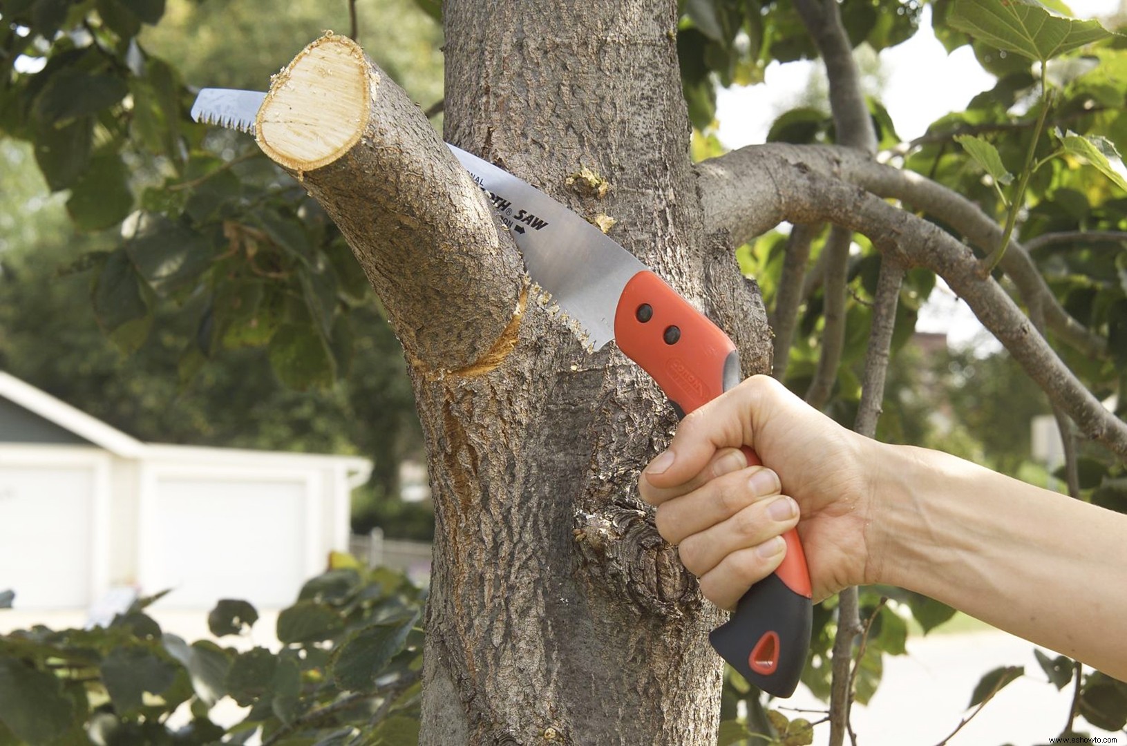 Cómo cortar las ramas de los árboles para que se vean ordenadas 