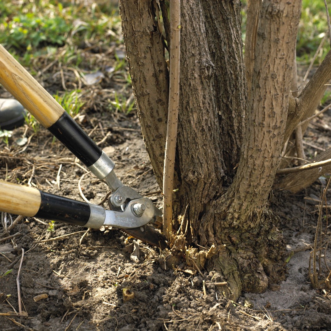 Cómo cortar las ramas de los árboles para que se vean ordenadas 