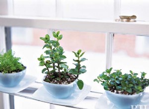 Guía Completa para Crear y Hacer Crecer tu Huerto de Cocina en Casa