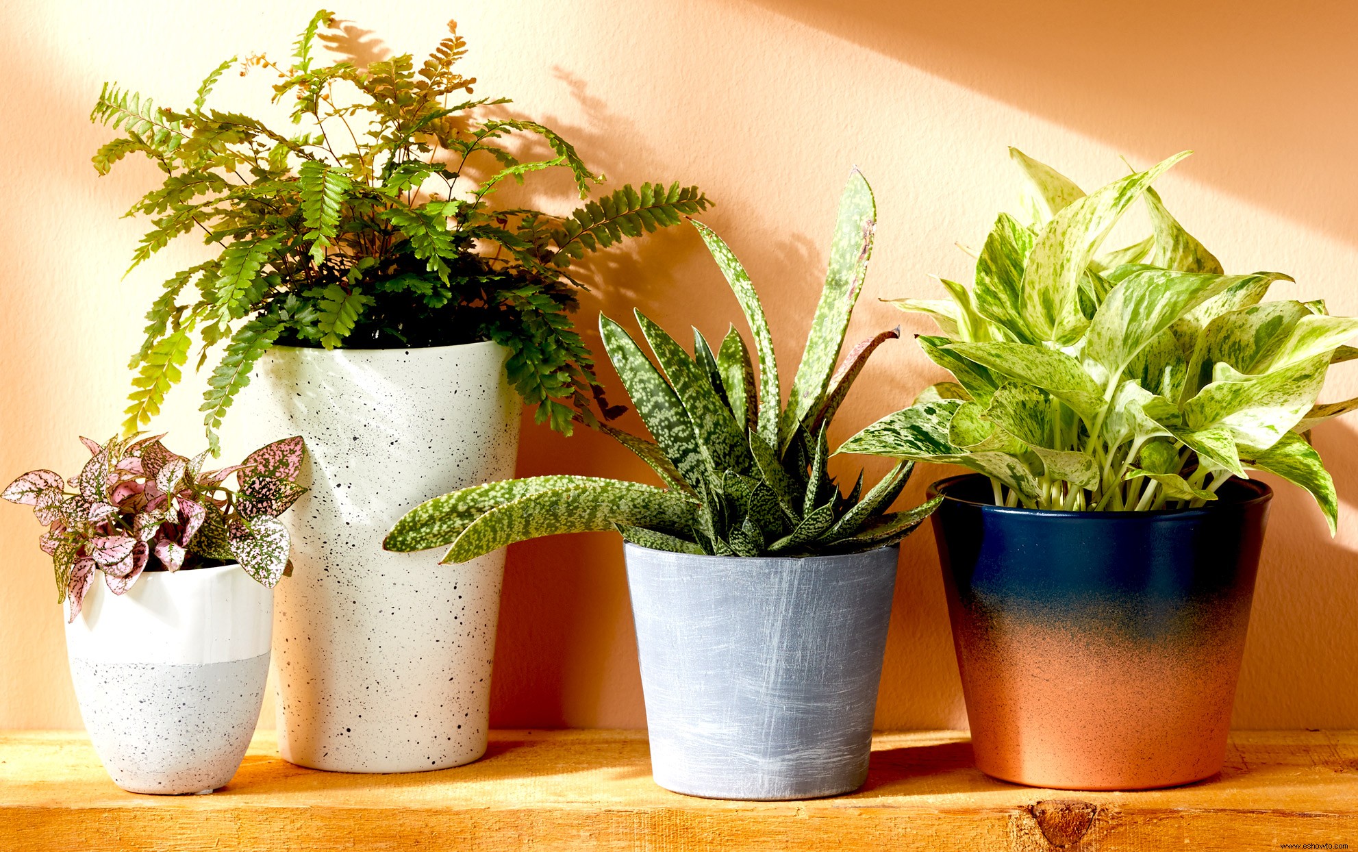 Las mejores maneras de ayudar a las nuevas plantas de interior a adaptarse a su hogar 
