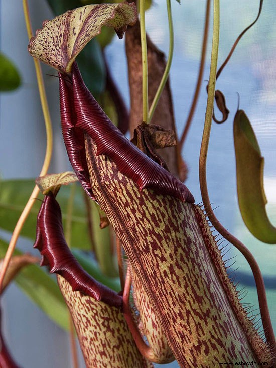 Cultivo de plantas que se alimentan de insectos en el interior 