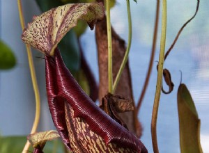 Guía experta para cultivar plantas carnívoras en interiores