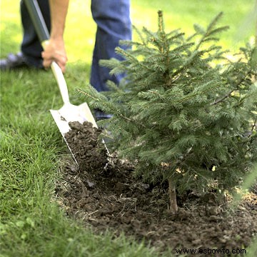 Consejos para ahorrar dinero en el jardín 