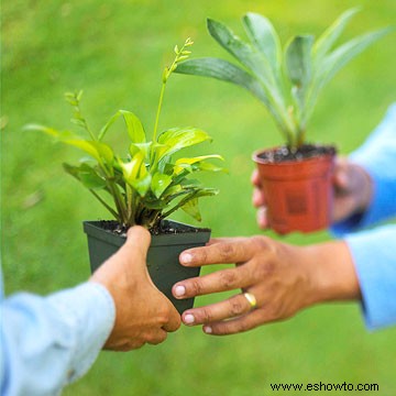 Consejos para ahorrar dinero en el jardín 