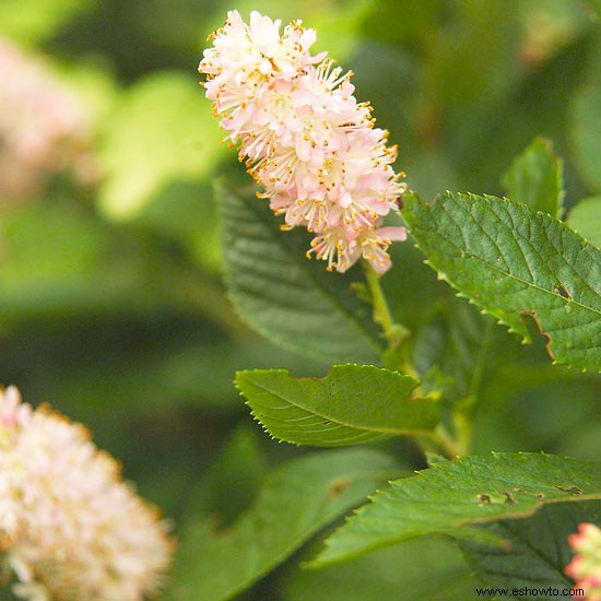 Súper plantas para los paisajes de Kentucky 