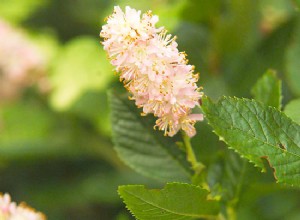 Mejores Plantas para Paisajes en Kentucky: Ganadores de los Premios Theodore Klein