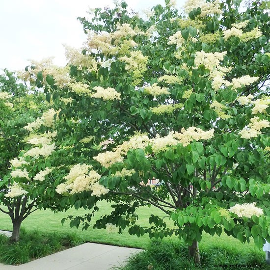 Súper plantas para los paisajes de Kentucky 