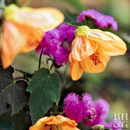 Las mejores flores tropicales para tu patio 