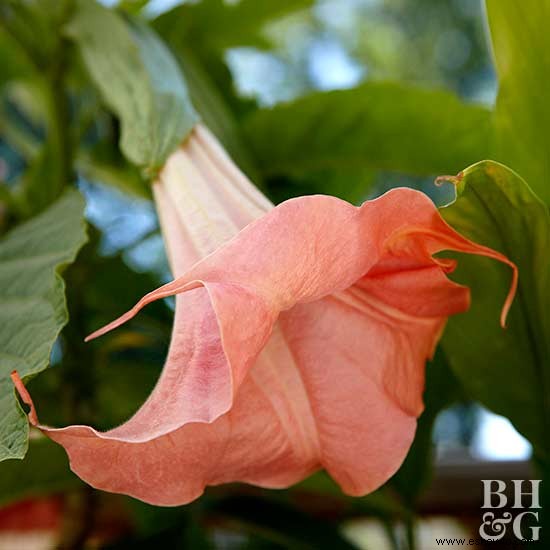 Las mejores flores tropicales para tu patio 