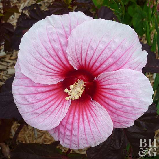 Las mejores flores tropicales para tu patio 