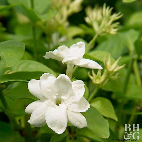 Las mejores flores tropicales para tu patio 