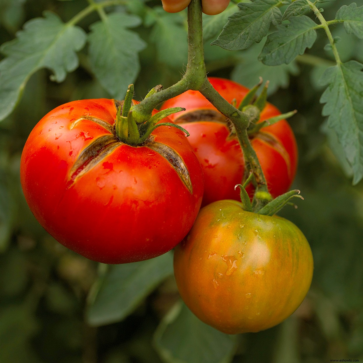 10 enfermedades comunes de las plantas de tomate a tener en cuenta 