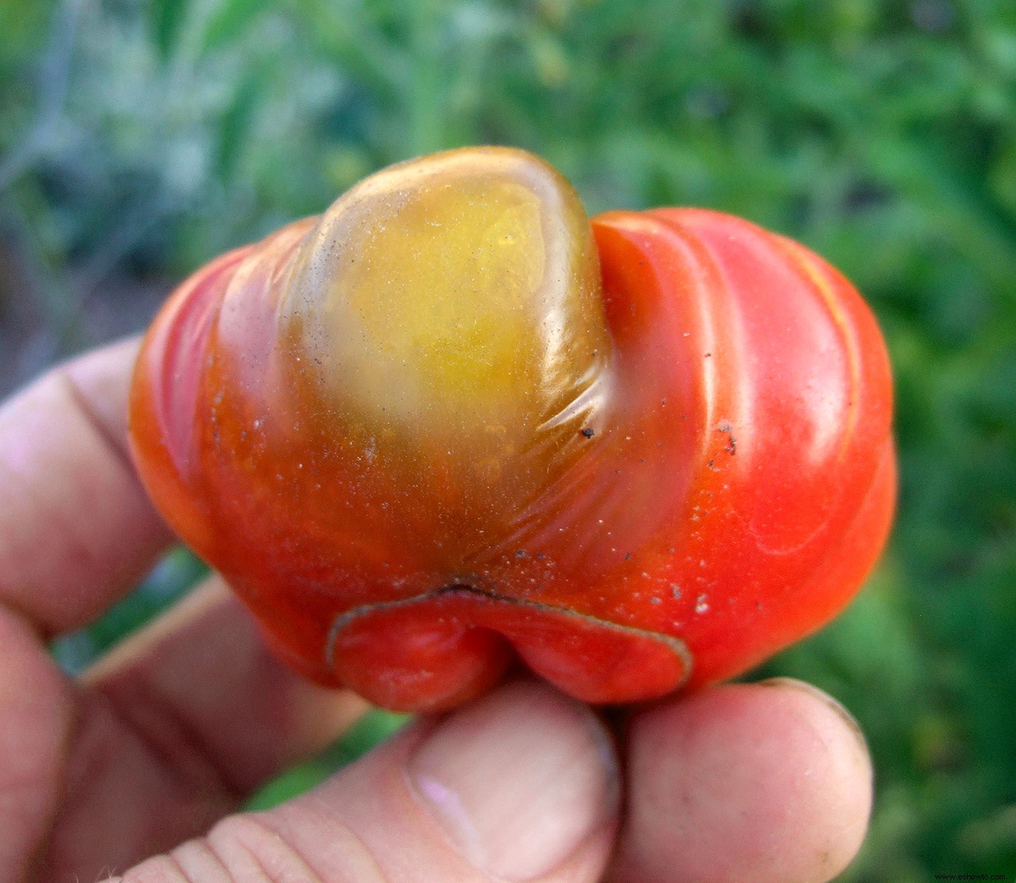 10 enfermedades comunes de las plantas de tomate a tener en cuenta 