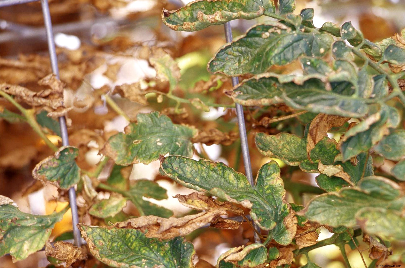 10 enfermedades comunes de las plantas de tomate a tener en cuenta 