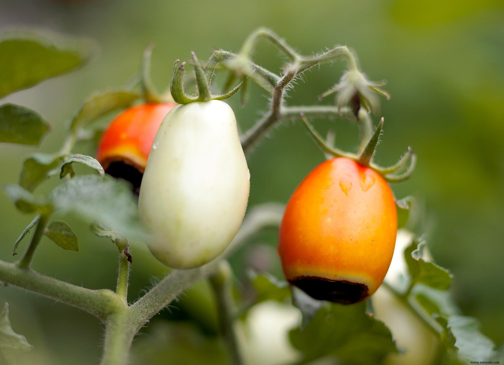 10 enfermedades comunes de las plantas de tomate a tener en cuenta 