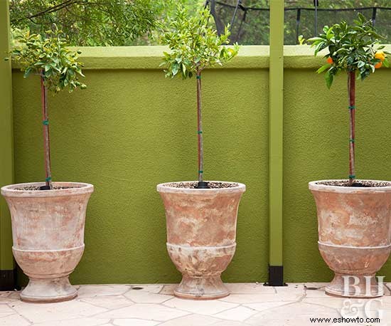 Cómo plantar un árbol frutal que adornará cualquier espacio 