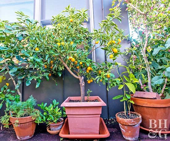 Cómo plantar un árbol frutal que adornará cualquier espacio 