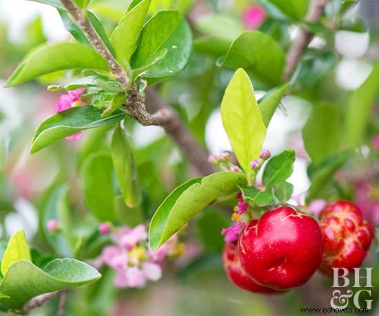 Cómo plantar un árbol frutal que adornará cualquier espacio 