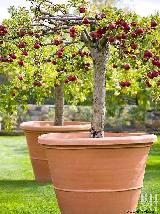 Cómo plantar un árbol frutal que adornará cualquier espacio 