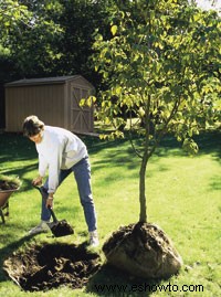 Cómo plantar árboles y arbustos en forma de bola y arpillera 