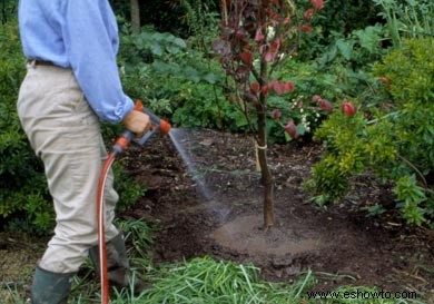 Cómo plantar árboles y arbustos en forma de bola y arpillera 