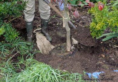 Cómo plantar árboles y arbustos en forma de bola y arpillera 