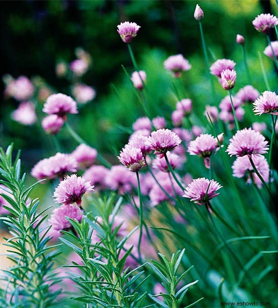 Consejos de jardinería de mayo para el noroeste del Pacífico 