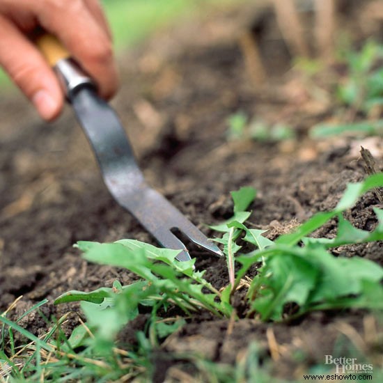 Consejos de jardinería de mayo para el noroeste del Pacífico 