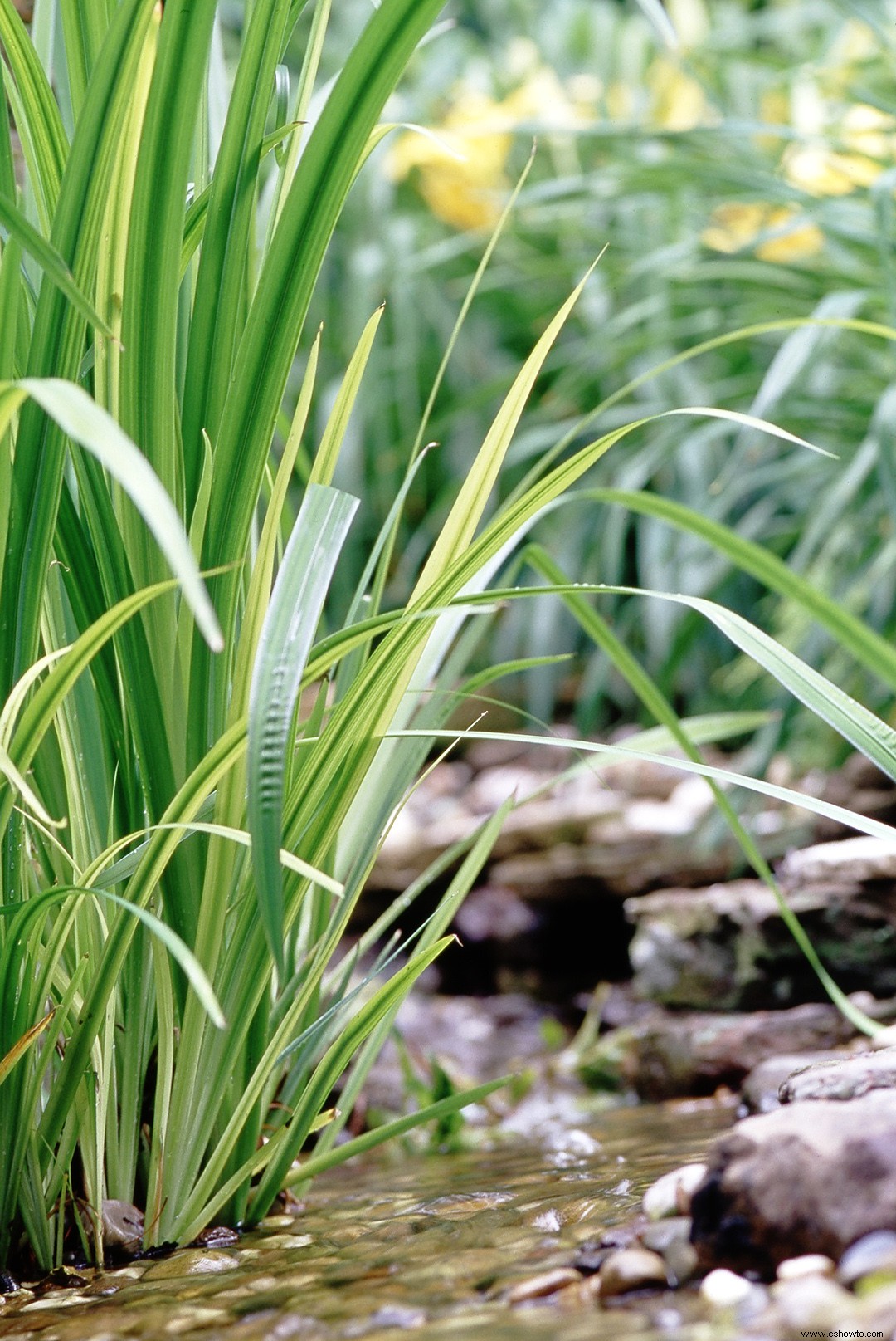 Guía de cuidado del jardín acuático 