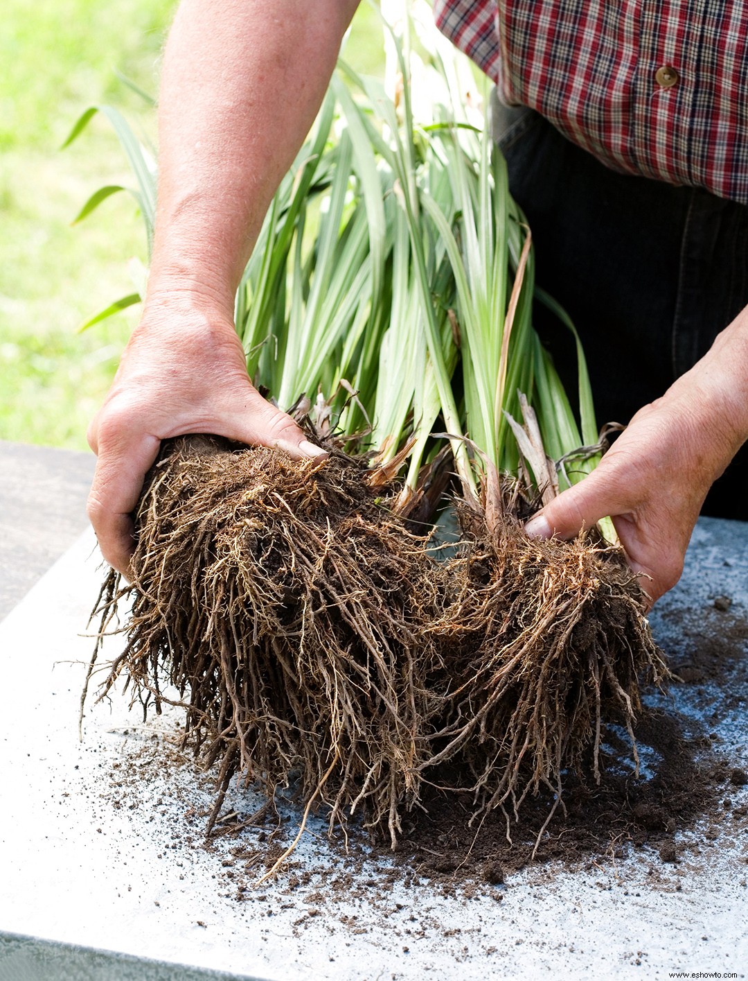 Guía de cuidado del jardín acuático 