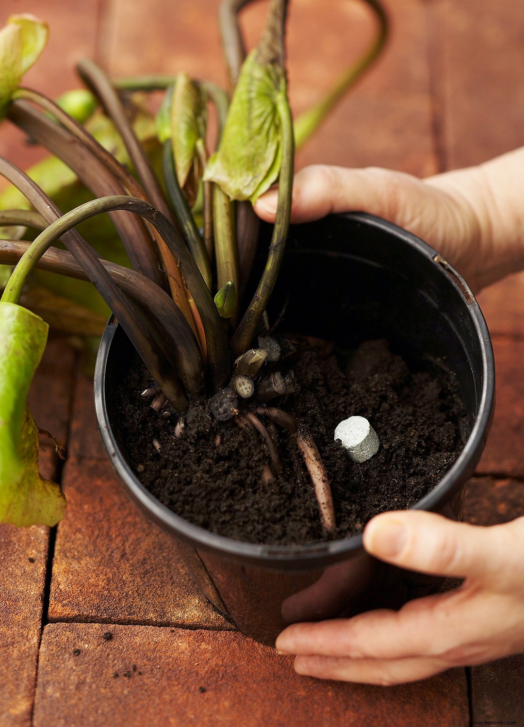 Guía de cuidado del jardín acuático 