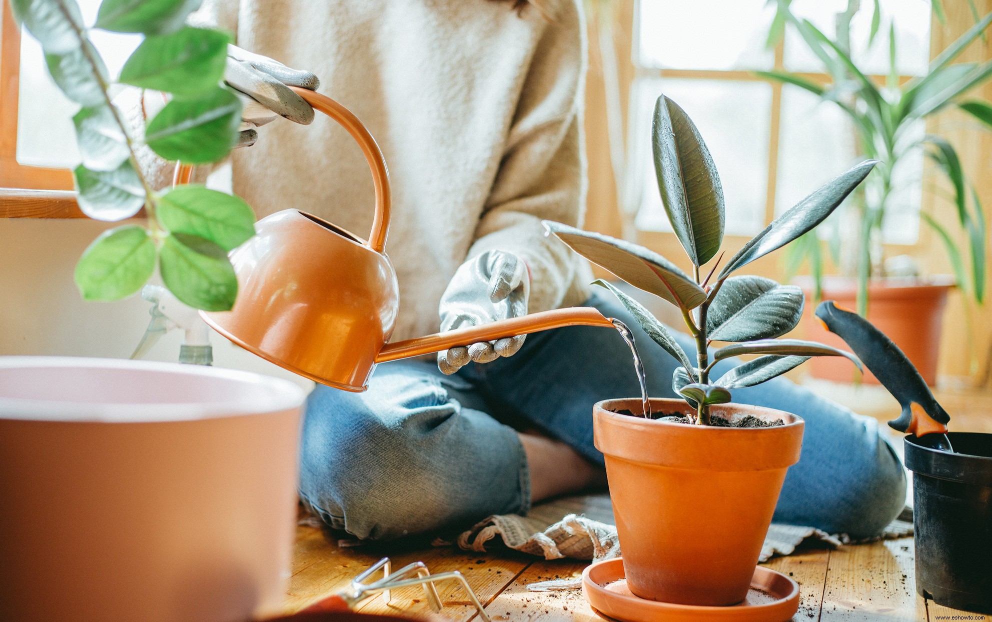 Cómo regar las plantas de interior (y evitar el riego excesivo) 