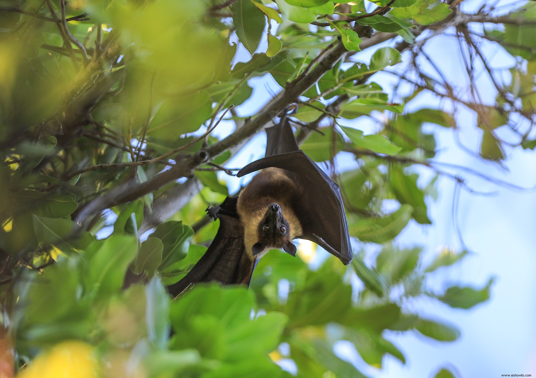 Cómo atraer murciélagos para mantener los insectos bajo control en su jardín 