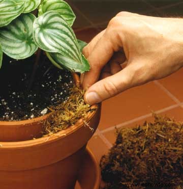 Pautas de humedad de las plantas de interior 