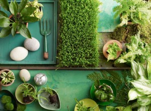 Guía experta para un jardín de hostas perfecto: consejos sobre plantación, división y cuidado