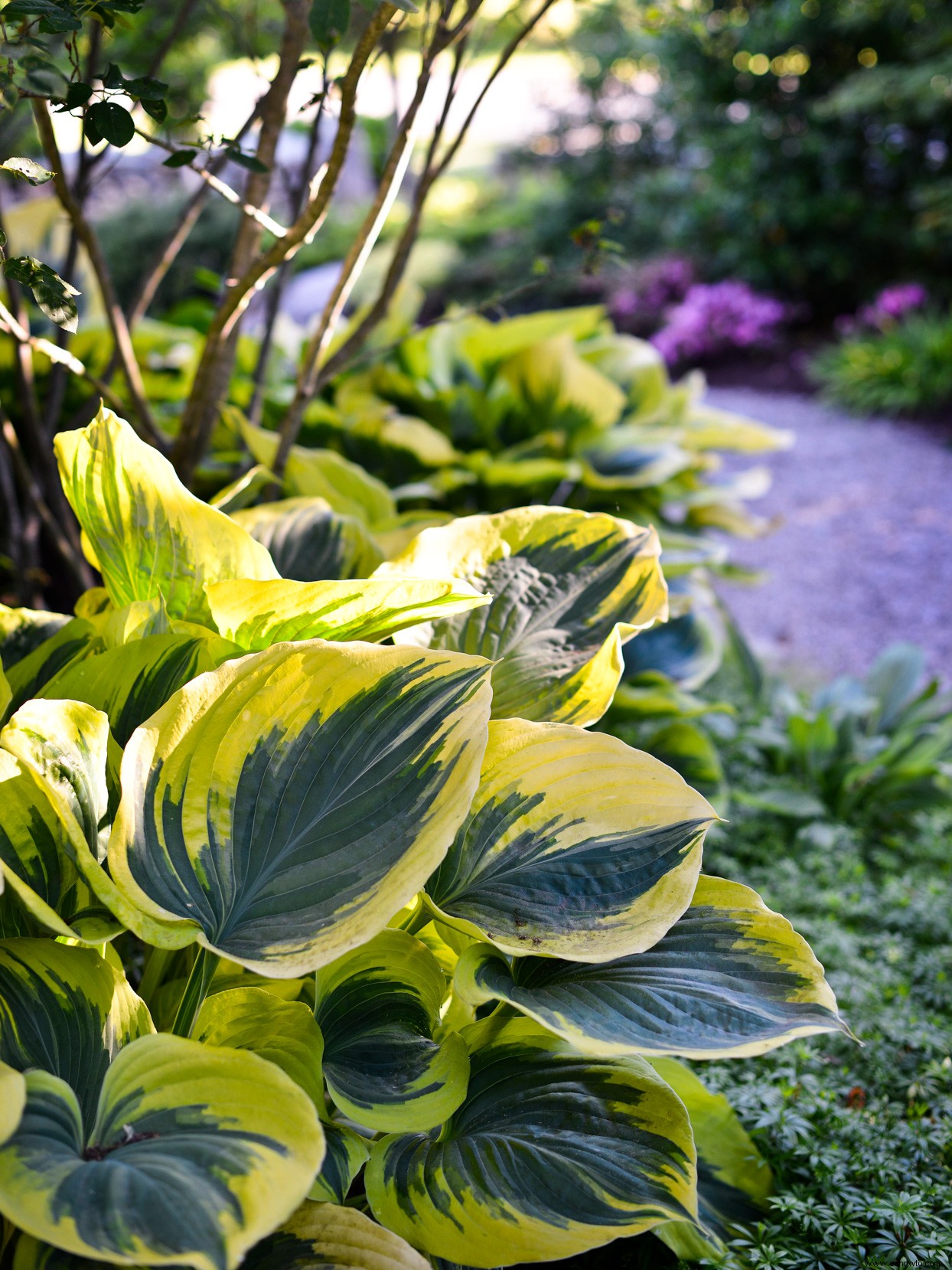 Consejos de expertos para un jardín hosta definitivo 