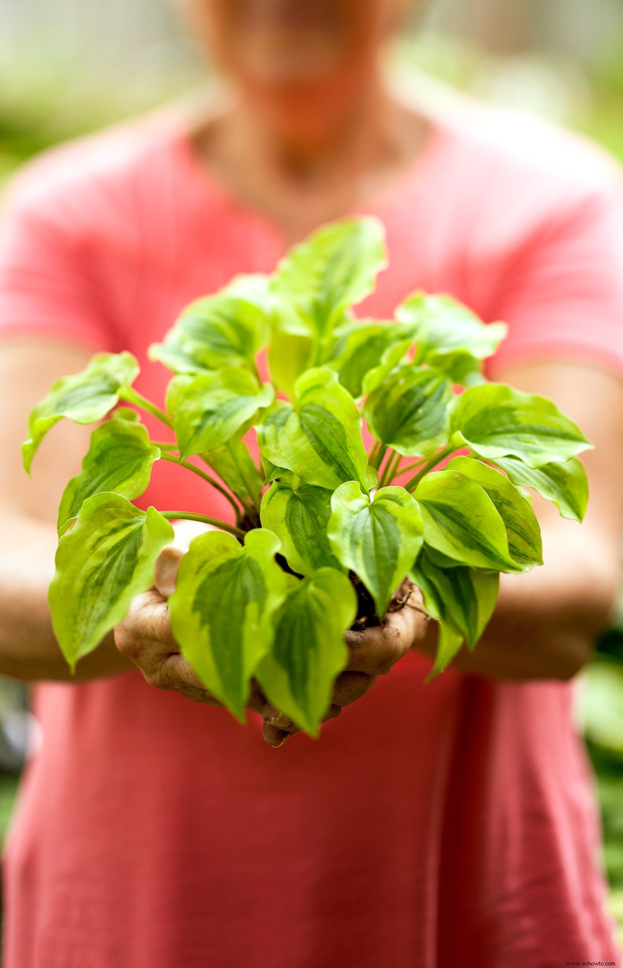 Consejos de expertos para un jardín hosta definitivo 