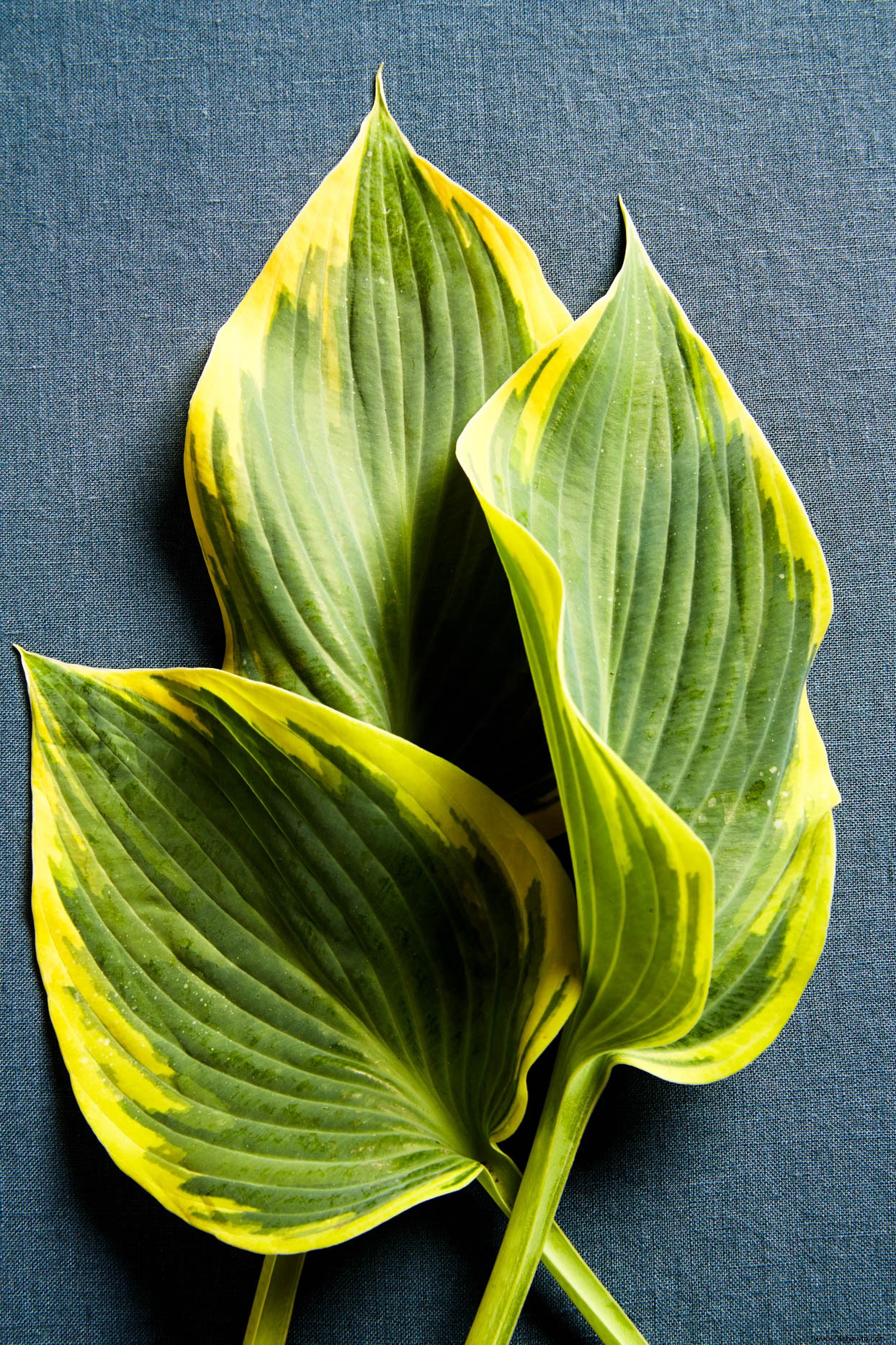 Consejos de expertos para un jardín hosta definitivo 