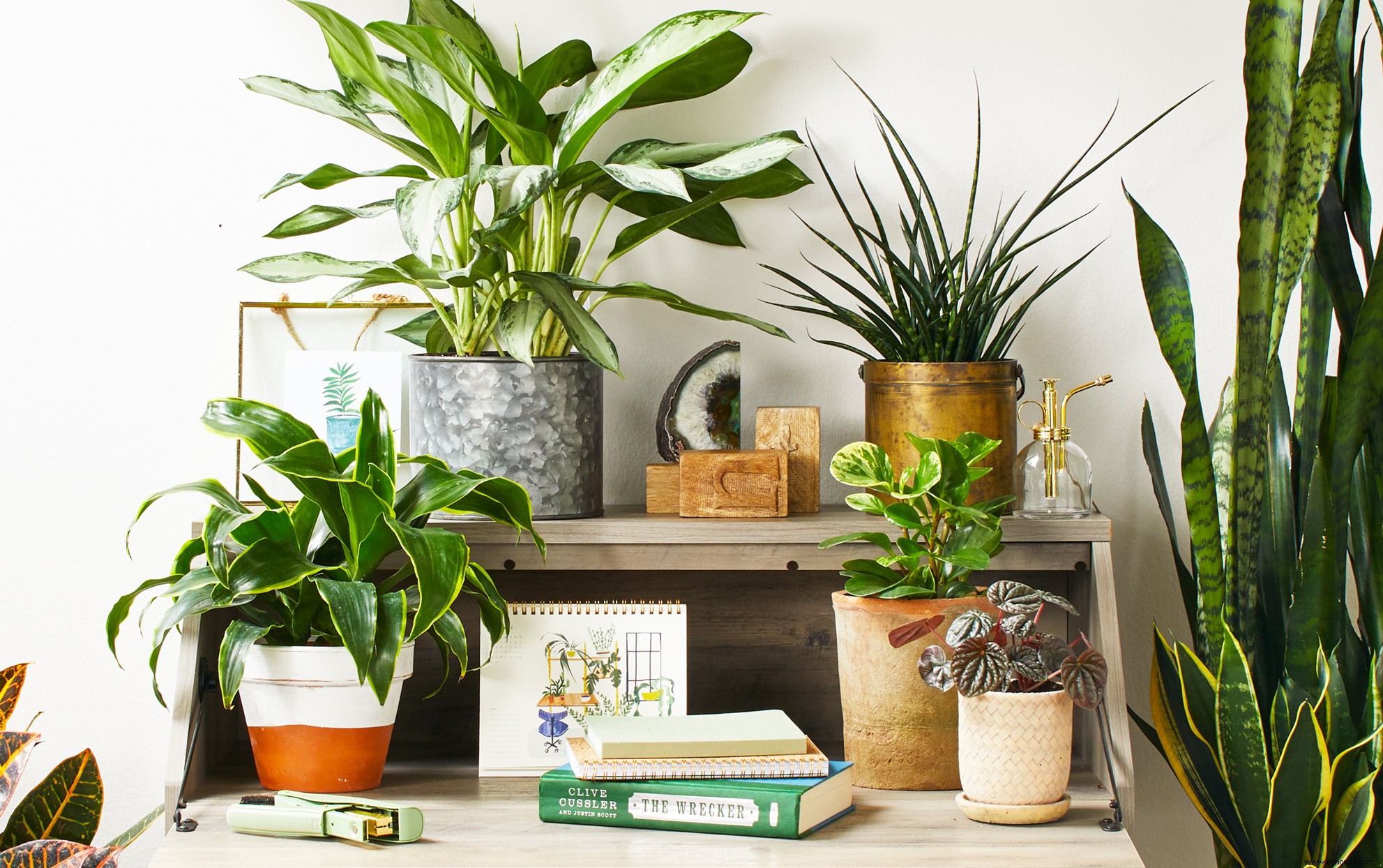 4 consejos para elegir los mejores contenedores para tus plantas de interior 