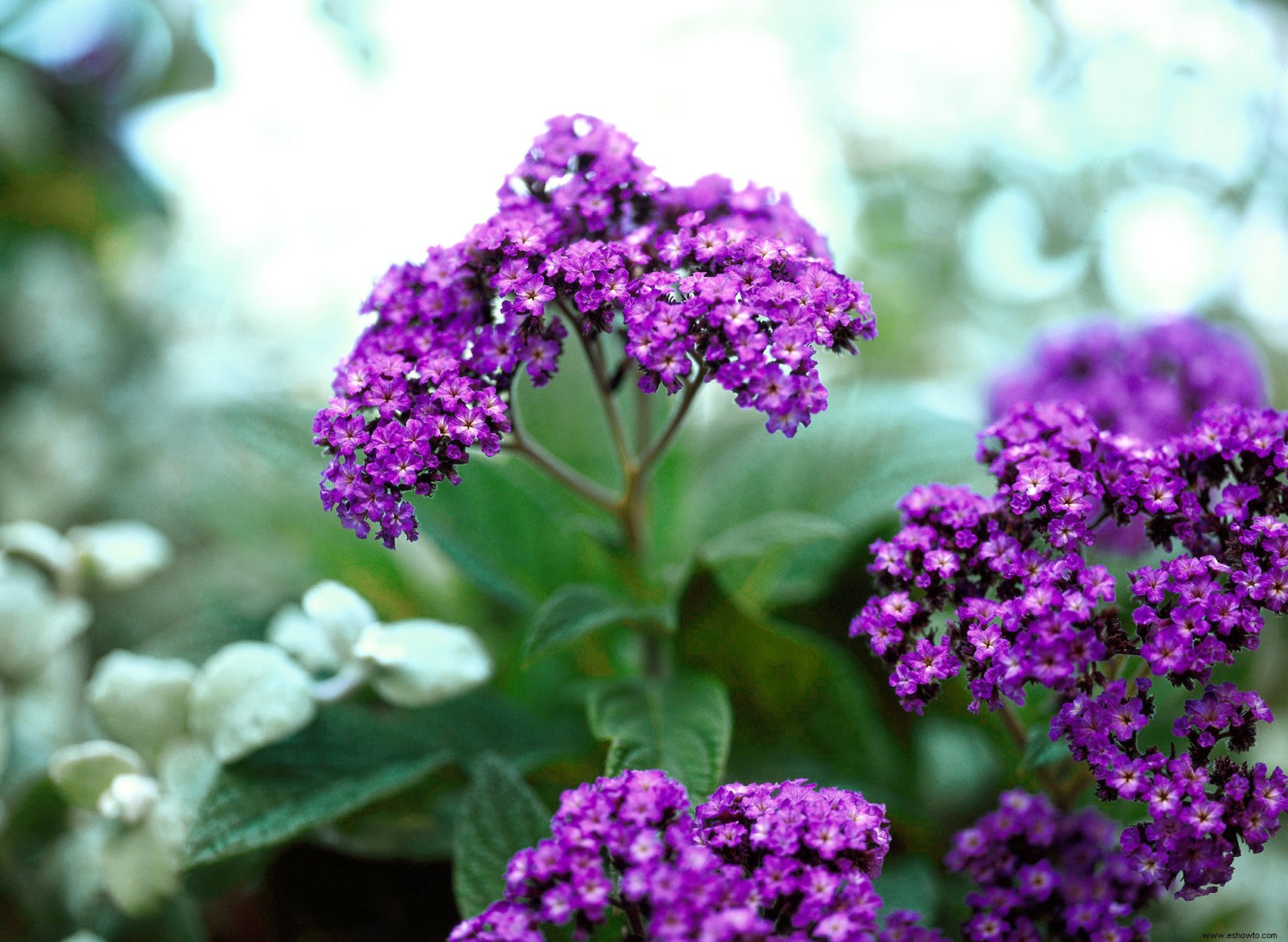 7 de las flores anuales más fragantes para llenar tu jardín con dulces aromas 