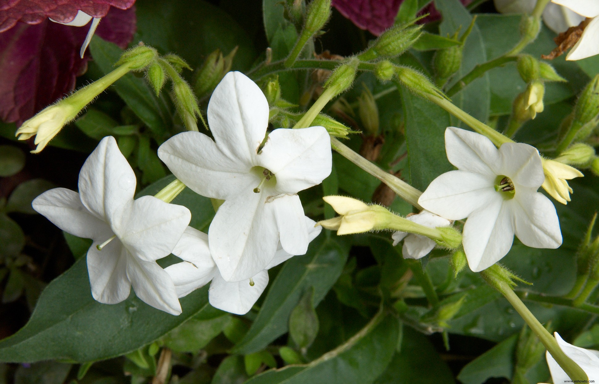 7 de las flores anuales más fragantes para llenar tu jardín con dulces aromas 