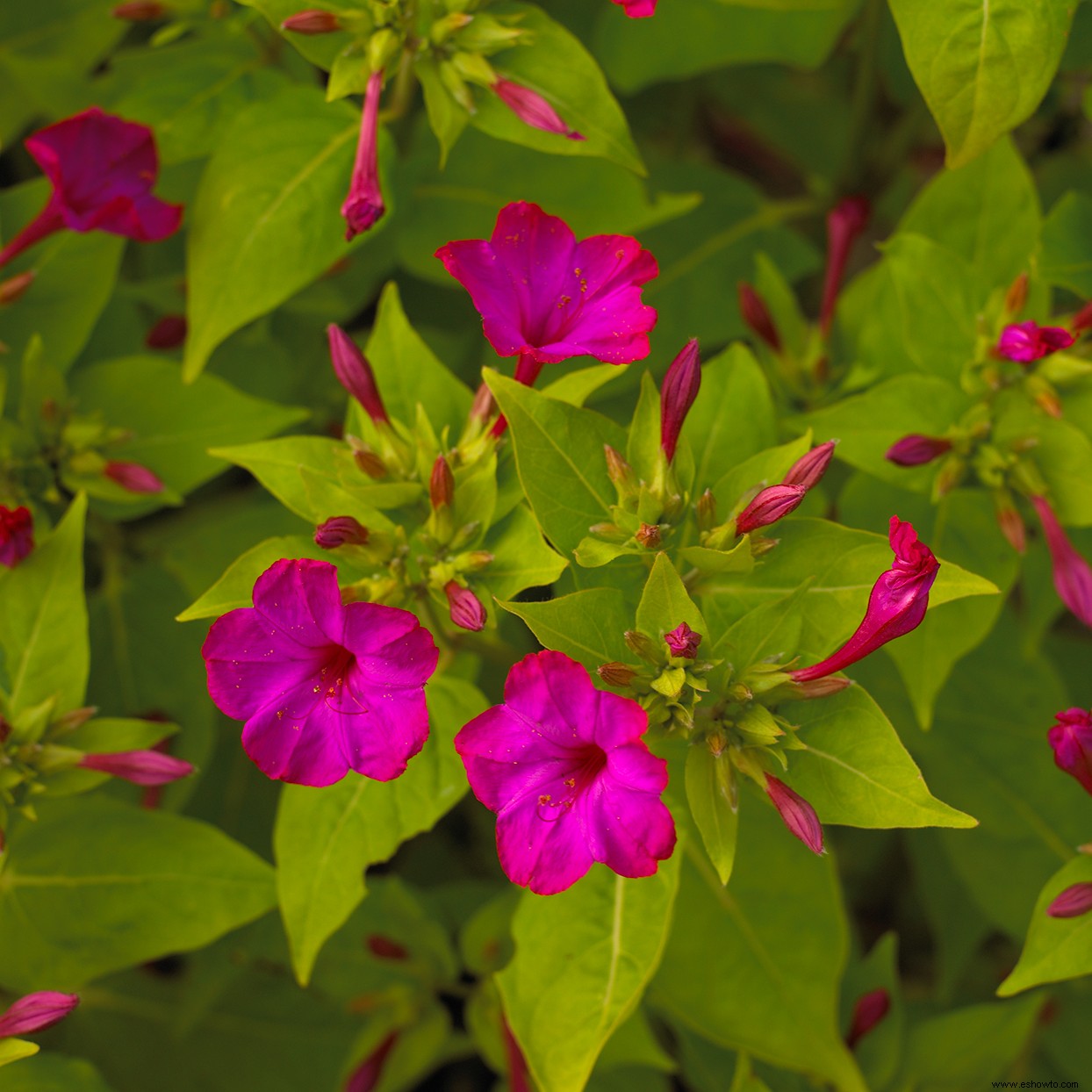 7 de las flores anuales más fragantes para llenar tu jardín con dulces aromas 