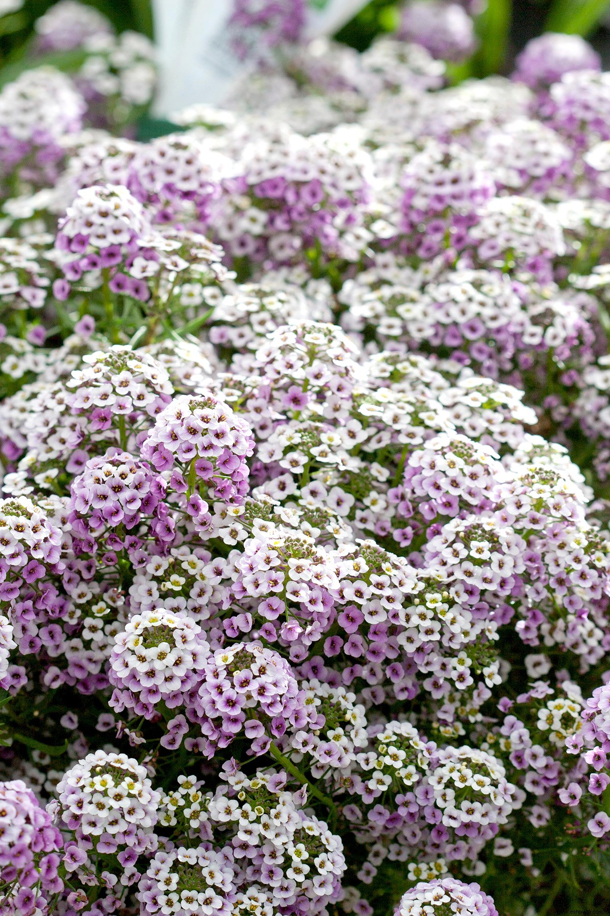 7 de las flores anuales más fragantes para llenar tu jardín con dulces aromas 