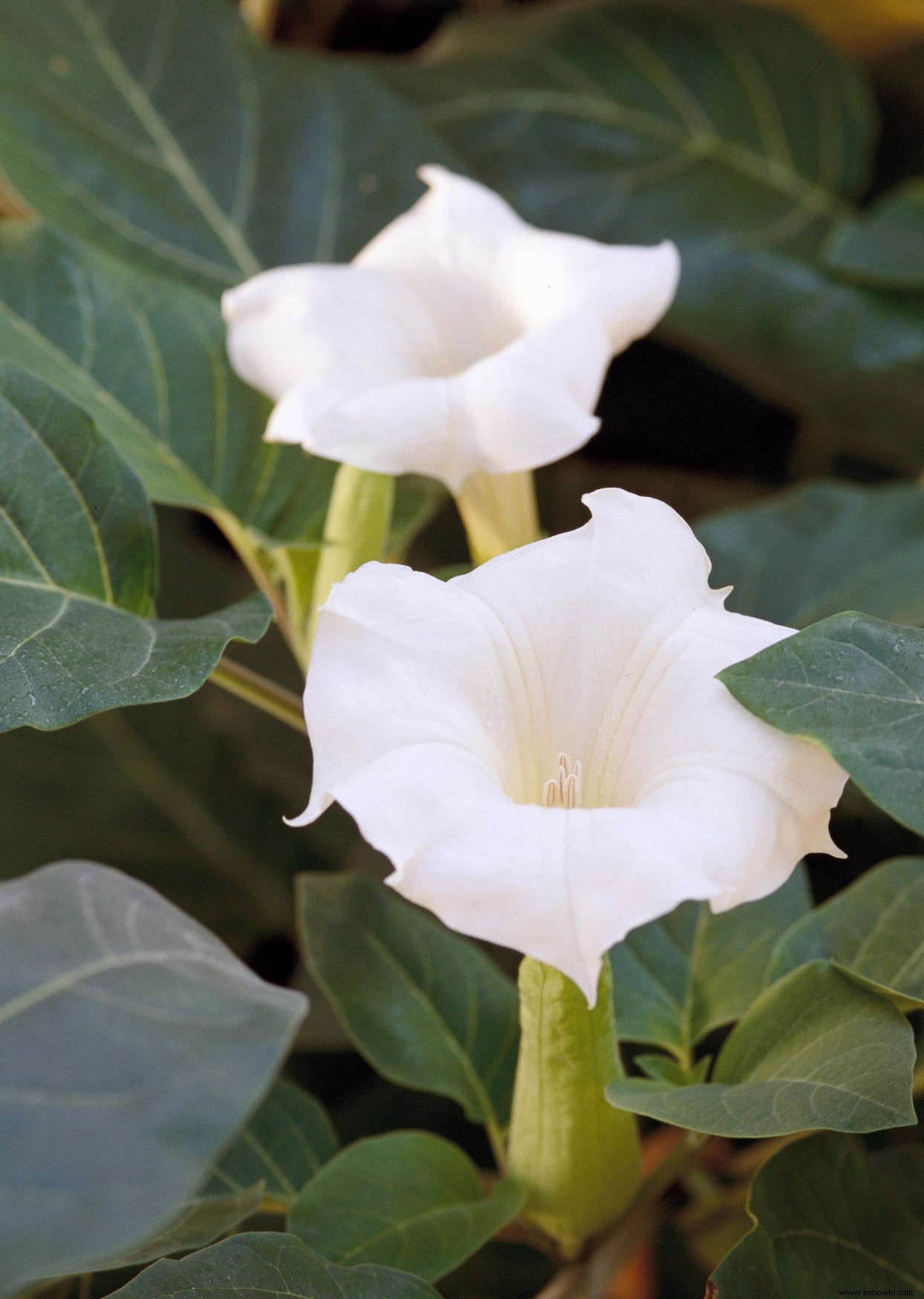 7 de las flores anuales más fragantes para llenar tu jardín con dulces aromas 