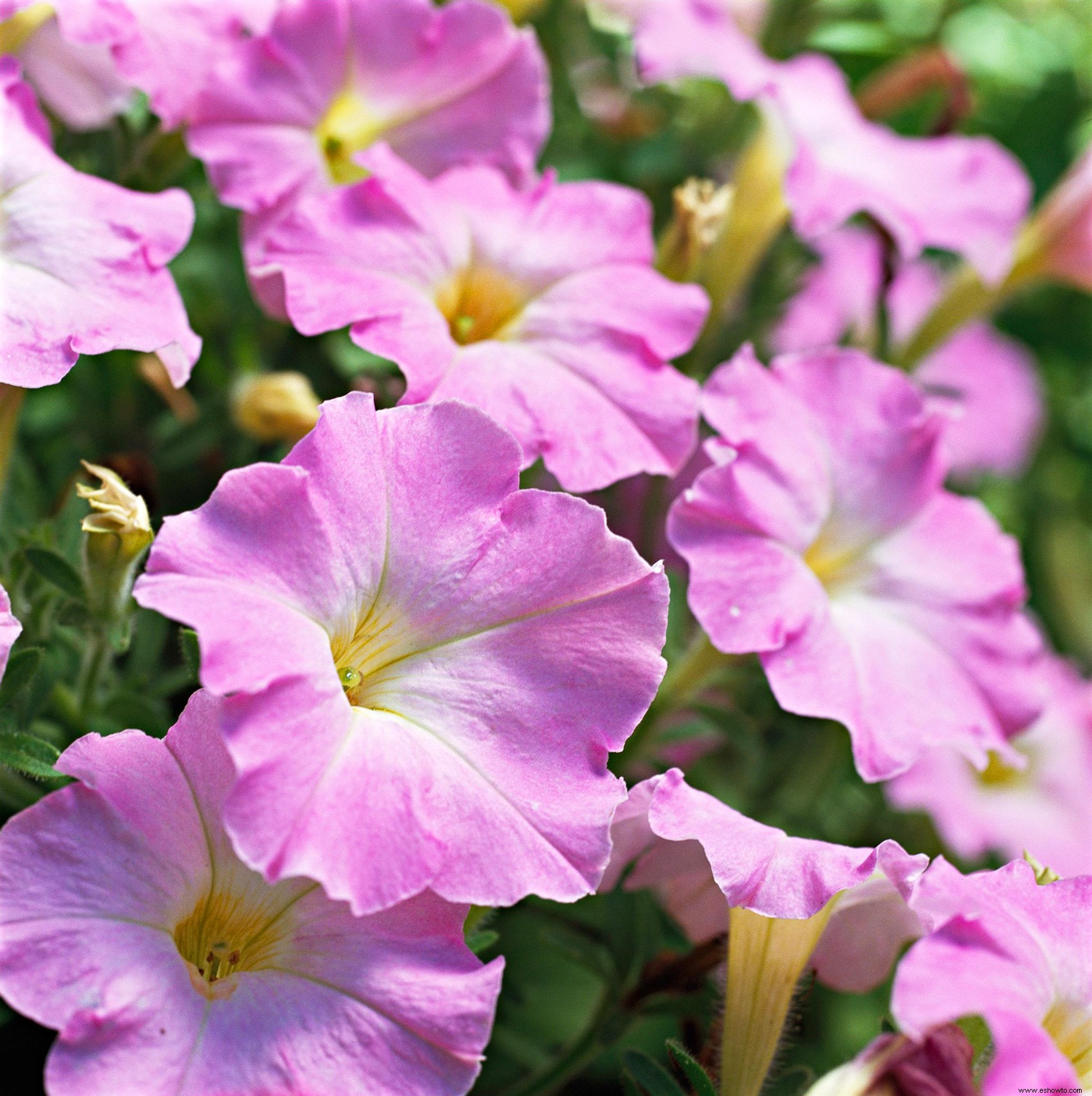 7 de las flores anuales más fragantes para llenar tu jardín con dulces aromas 