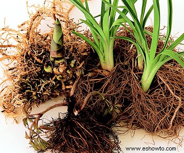 Guía de cuidado de plantas perennes 